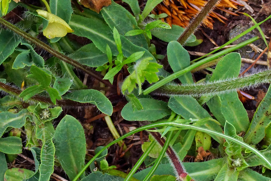 Ranunculus sp. + Hieracium sp.
